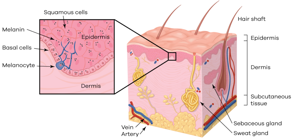 Diagram of normal skin with microscopic structures