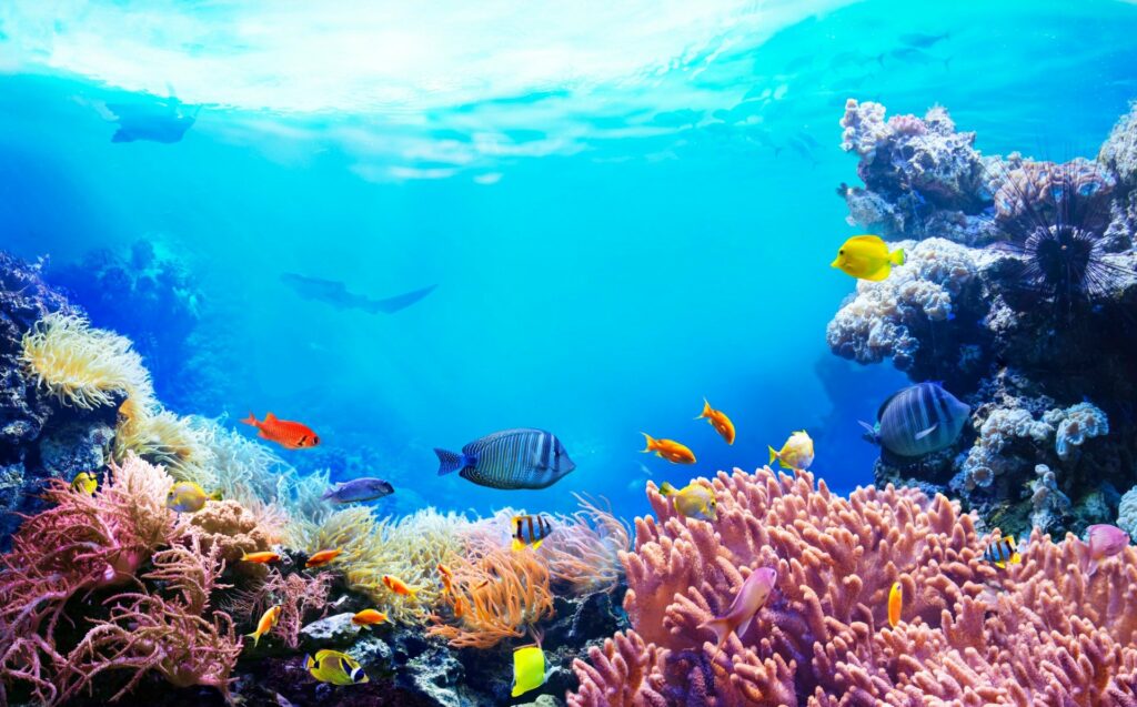 Colourful photo coral reef.